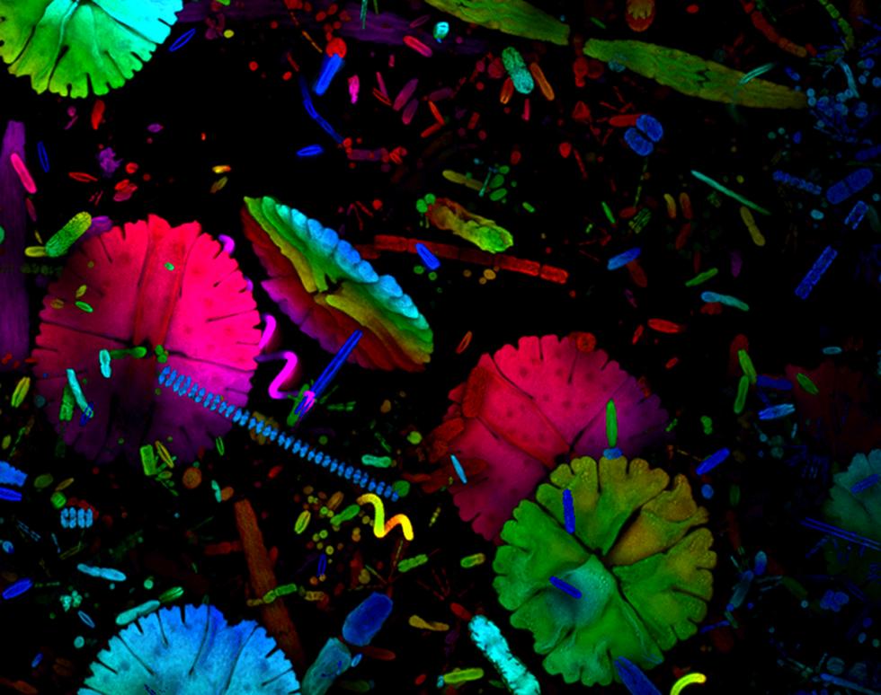 Algae - Savannah Lynn